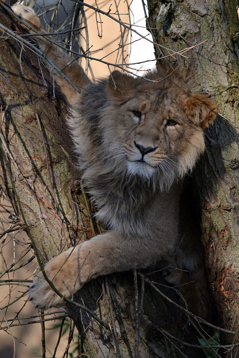 lion, tree, animal, big cat, wildlife, HD phone wallpaper