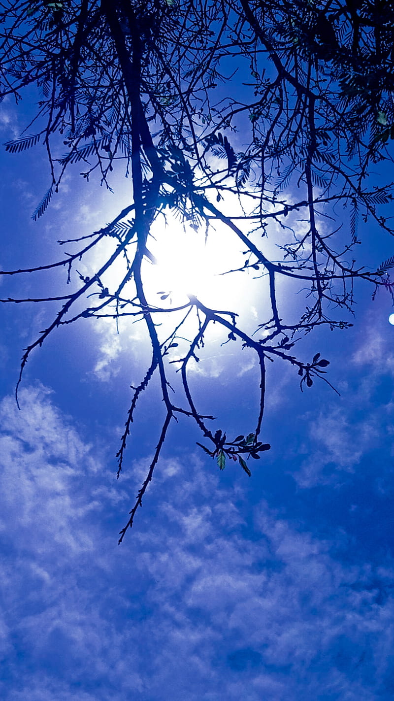 blue sky and sun, afternoon, blue, click, cosmos, mobile, graphy, sky, sun, tamarind, tree, HD phone wallpaper