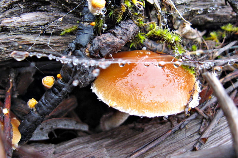dewy mushroom, dew, mushroom, moss, fungi, HD wallpaper