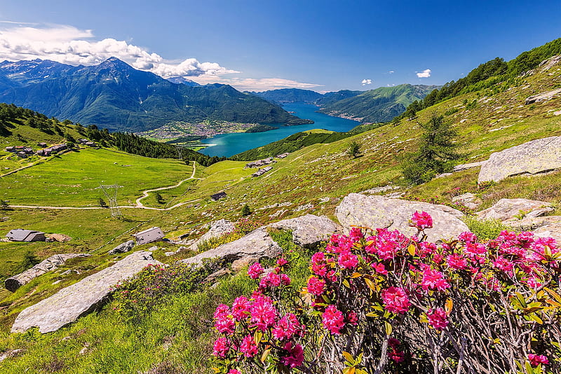 Rhododendrons in bloom, slope, flowers, bonito, lake, hills, bloom, view, Italy, mountain, rhododendrons, summer, HD wallpaper
