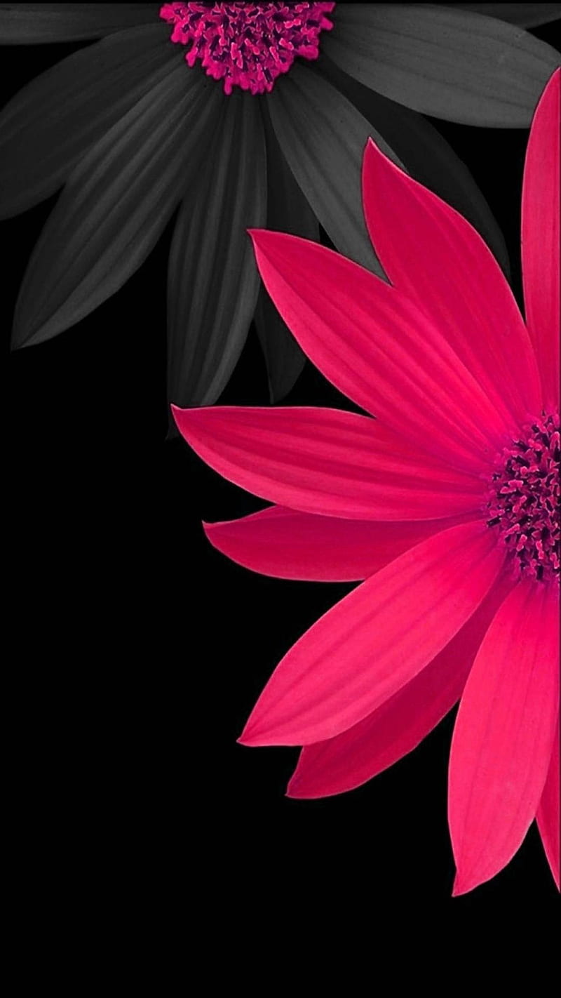 Pink daisy, background, black, flower, flowers, gray, HD phone wallpaper