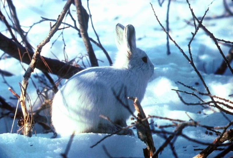 Arctic hare, rabbit, arctic, snow, nature, colour, hare, white, animal, HD wallpaper