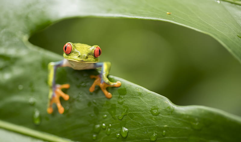 Frog, green, leaf, macro, broasca, amphibian, HD wallpaper