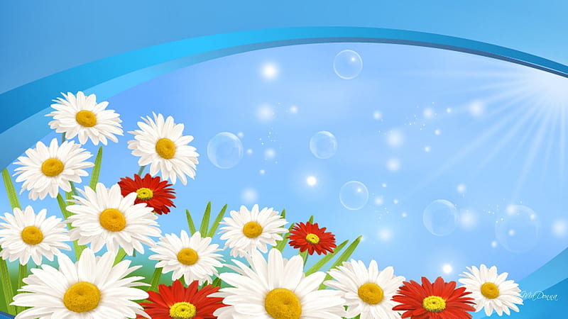 Let the Bubbles Loose, flowers, sunny, bright, bubbles, flowers, light, blue, stars, window, spring, sky, abstract, happy, daisies, summer, sunshine, nature, red shasta daisies, daisy, HD wallpaper