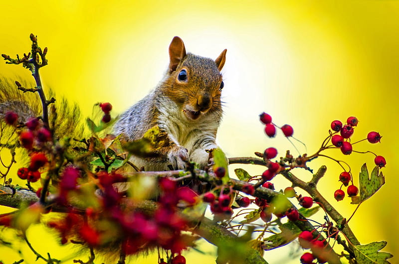Cute Squirrel, Cute, Furry Creatures, Animals, Berries, Squirrels, HD wallpaper Cute Squirrel, Cute, Furry Creatures, Animals, Berries, Squirrels, HD wallpaper