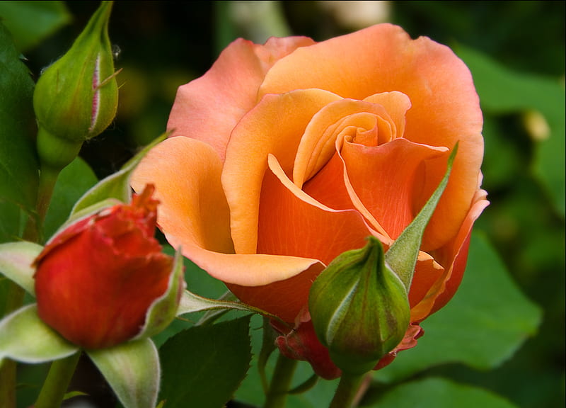 Orange Rose Flowers Roses Hd