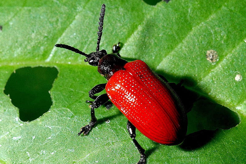 red beetle, red, bug, beetle, insect, leaf, HD wallpaper