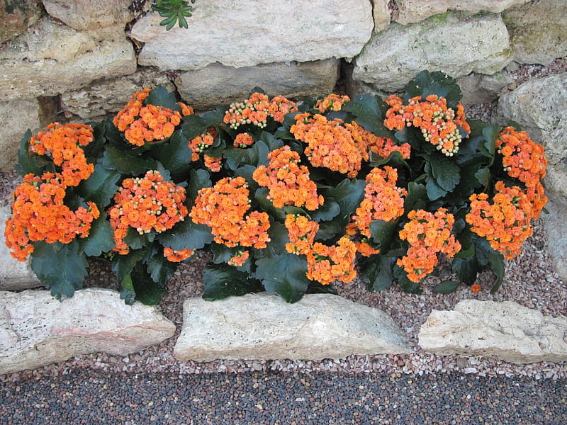 Kalanchoe day graphy 08, rocks, graphy, green, orange, Kalanchoe, garden, Flowers, HD wallpaper