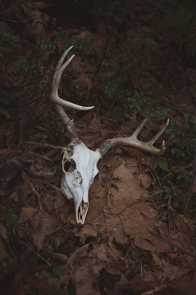 Deer Skull, Milli, Pnw, Samsung, Sony, love, art, bonito, black, bone, canon, forest, forrest, fortnite, funny, green, hunting, iOS, iPhone, landscape, love, minions, moody, nature, graphy, queen, sad, still, taxidermy, vulture culture, wanderlust, waterfall, weird, woods, wow, HD phone wallpaper