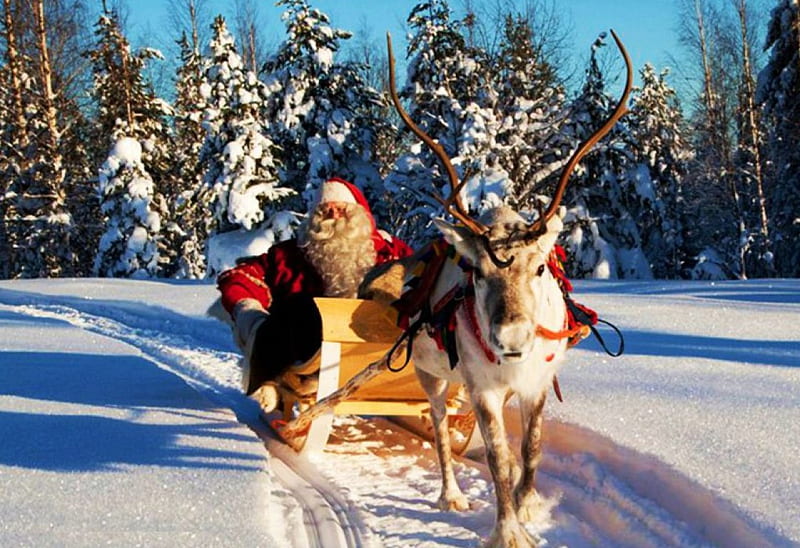 Santa's coming, forest, snow, reindeer, sledge, winter, HD wallpaper