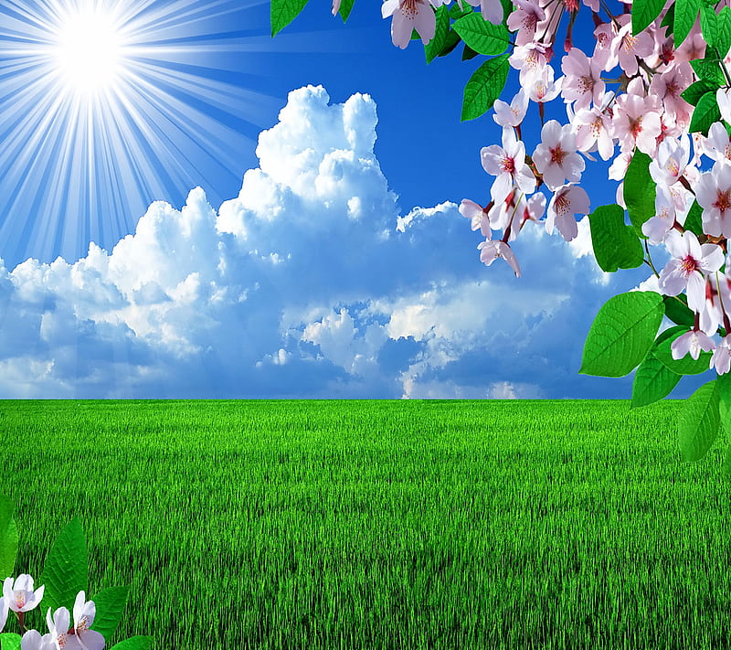 Spring Time, blossom, grass, spring, sunshine, HD wallpaper