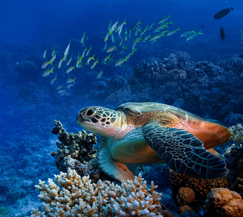 turtle, fauna, ocean, sea, HD wallpaper