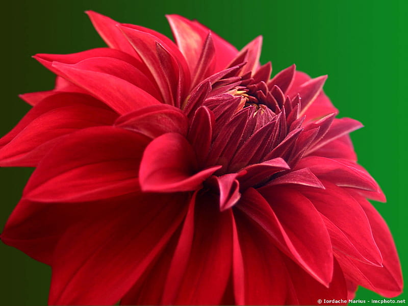 red dahlia, flower, mackro, red, dahlia, HD wallpaper