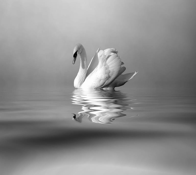White Swan, HD wallpaper