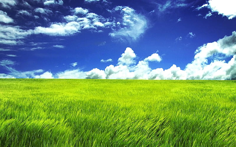 Under the blue sky Grassland-Amazing nature, HD wallpaper