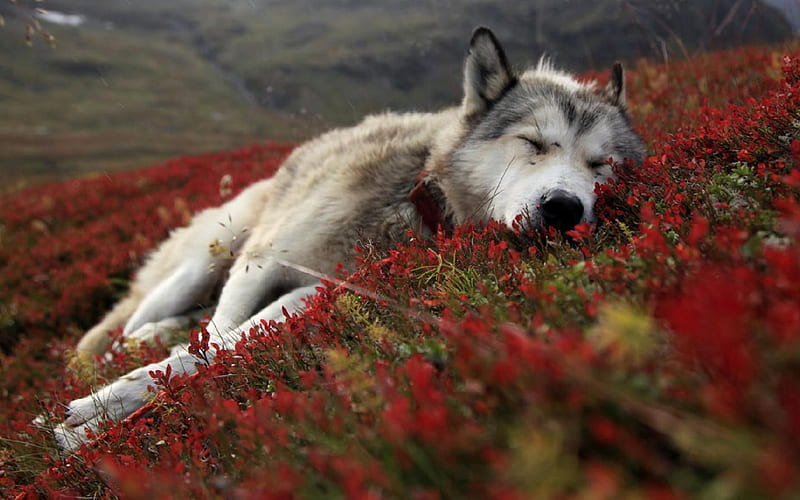 Sleeping Wolf, tundra, arctic, wolf, sleeping, HD wallpaper