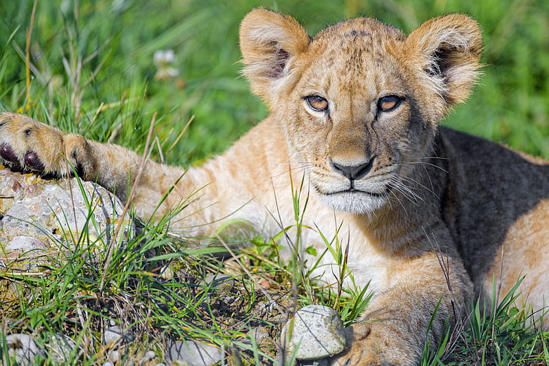 lion cub, cub, glance, predator, cat, HD wallpaper