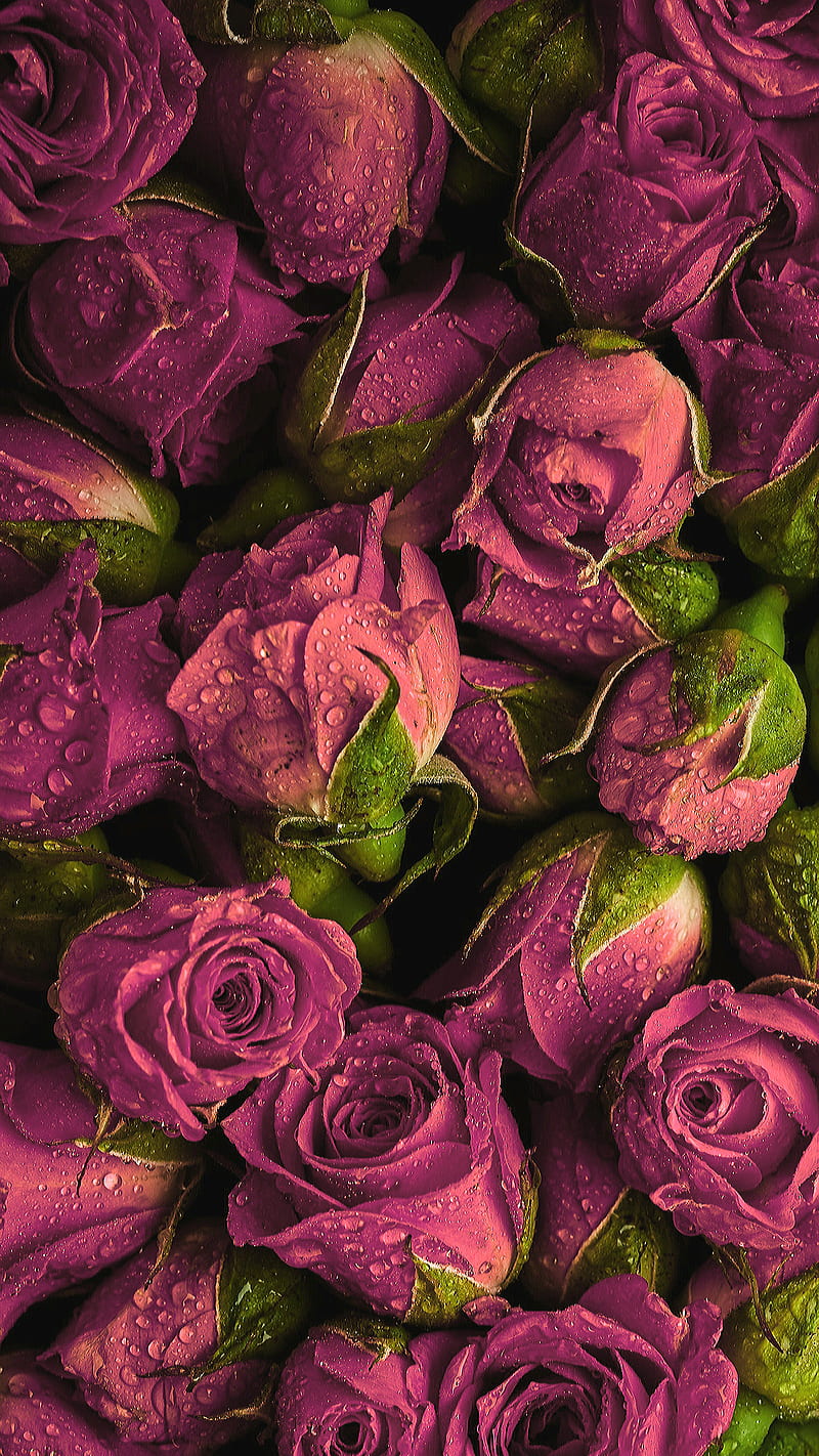 Pink roses, drops, flower, flowers, love, rose, waterlets, HD phone wallpaper