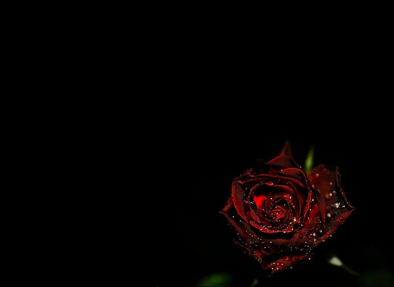 Rose, red, flower, flowers, black, nature, roses, HD wallpaper | Peakpx