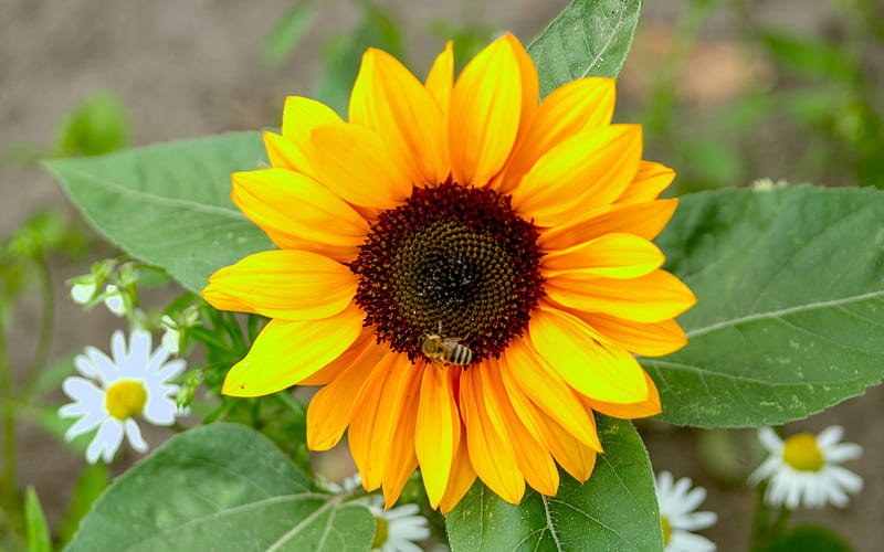 Pétalos de girasol 2022 flor planta, Fondo de pantalla HD | Peakpx