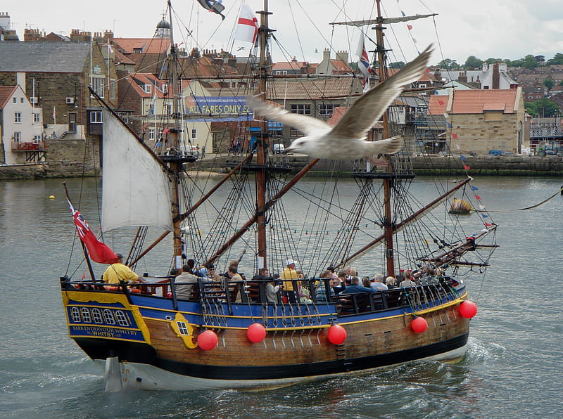 SEA GULL AND THE PIRATES, pirates, galleon, sailing, seagull, HD wallpaper
