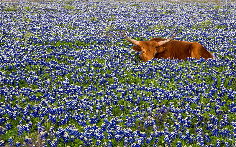 Texas Cow Smelling Bluebonnet Flowers, Texas, Bluebonnets, Cow, Flowers, Blue, Smelling, HD wallpaper