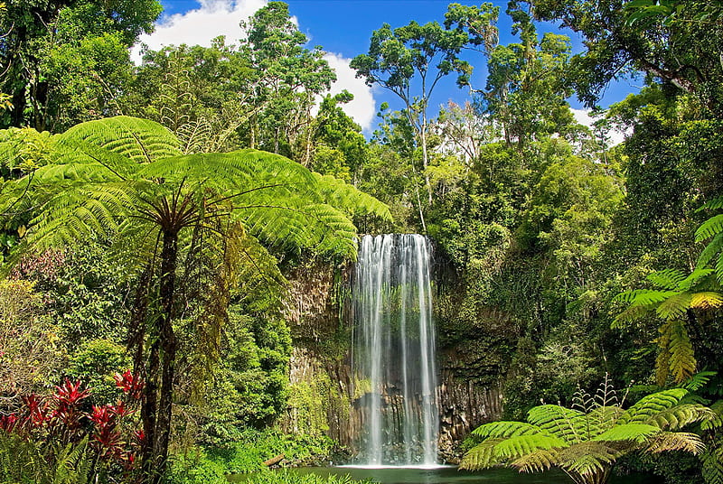 Exotic waterfall, wildflowers, greenery, rocks, pond, exotic, waterfall, tropics, HD wallpaper
