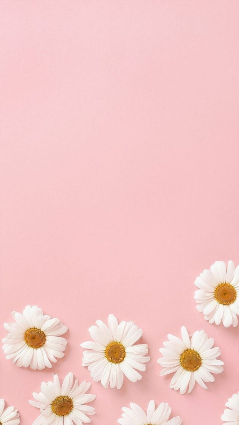pink, apple, flowers, lotus, pastel, phone, plus, HD phone wallpaper