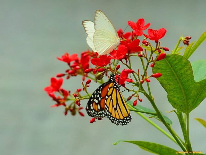 Small white & Monarch, red, leaves, orange, small white, flower, black, butterflies, monarch, HD wallpaper