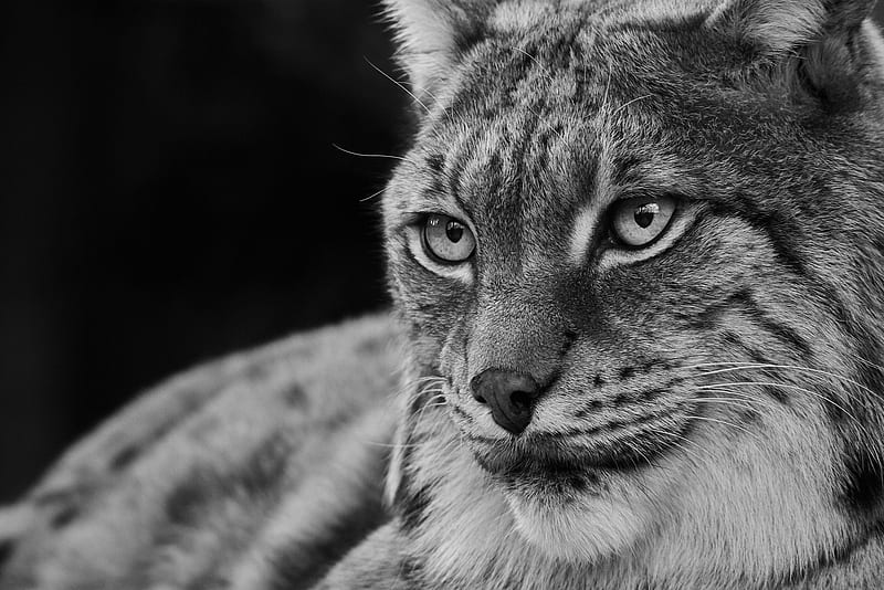 Lynx, bw, black, face, white, wild cat, pisica, HD wallpaper