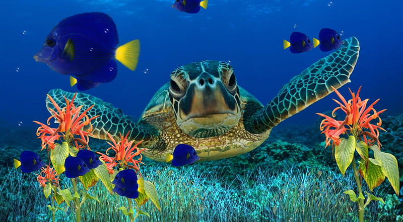 CORAL REEF TURTLE, reef, 3d, life, coral, sea, HD wallpaper