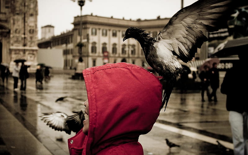 Children and pigeons-High Quality, HD wallpaper