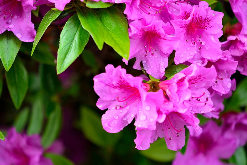 Spring Awakening, pink flowers, springtime, spring flowers, purple flowers, HD wallpaper