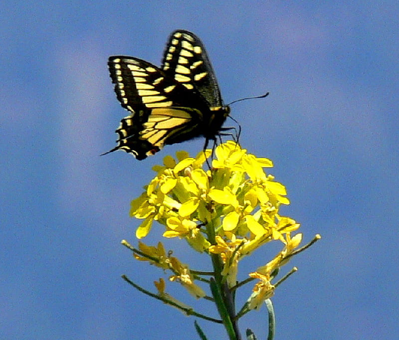 Perch, butterfly, swallowtail, yellow flower, yellow and black, HD wallpaper