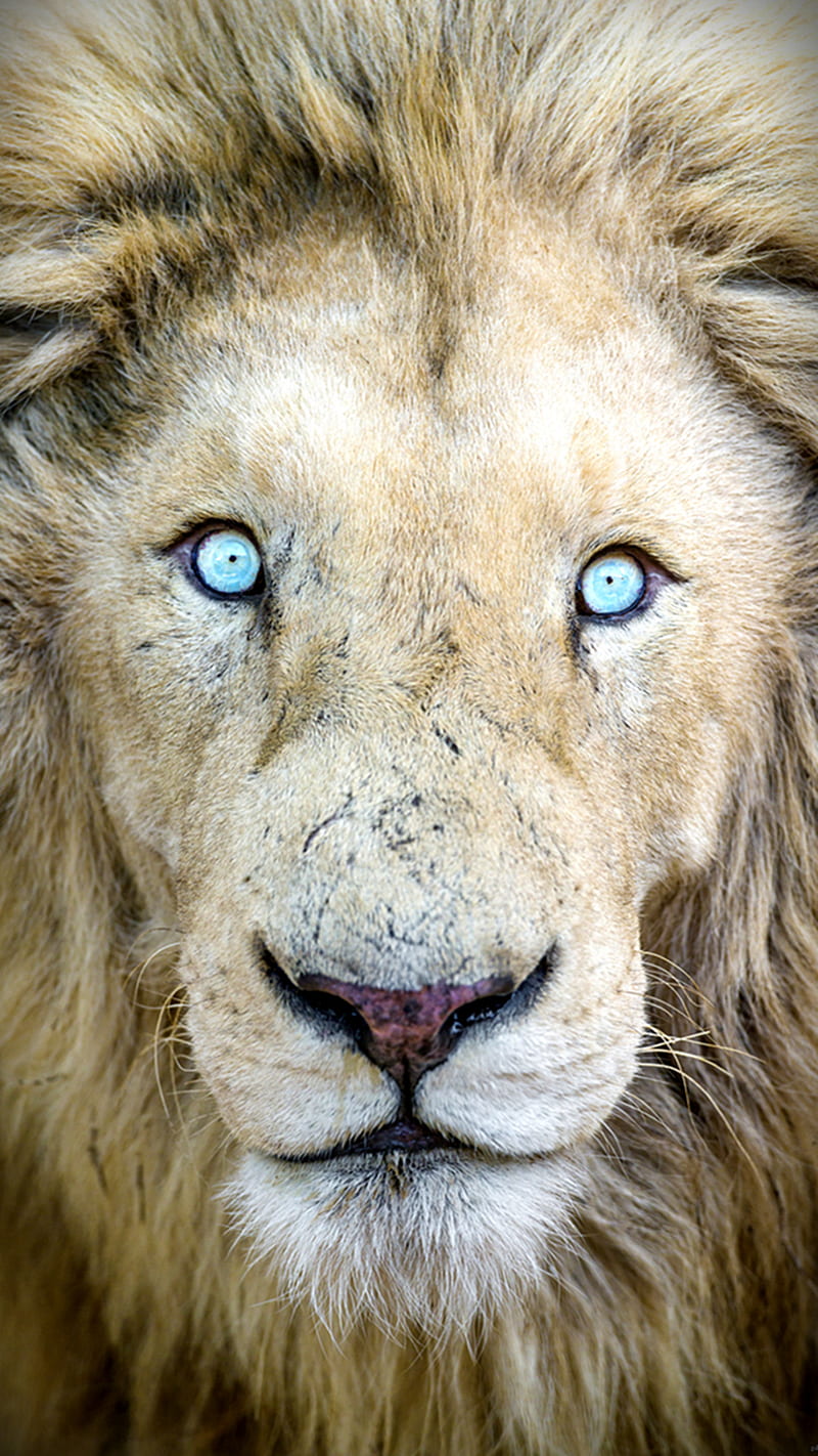 Blue Eyes, lion, HD phone wallpaper