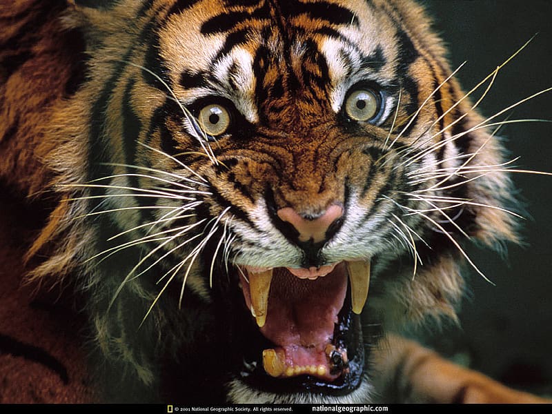 Tiger, Animal, Teeth, HD wallpaper