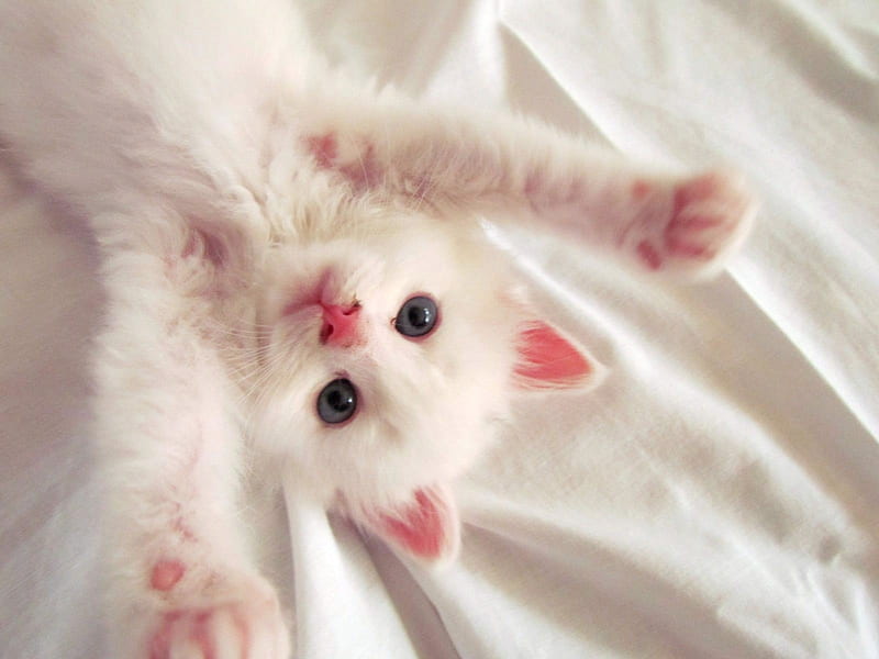 Hug Me, White, Kitten, Pink, Blue Eyes, HD wallpaper
