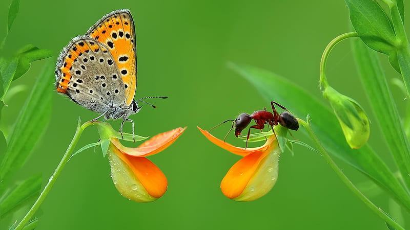 Orange And Brown Butterfly And An Ant On Small Orange Flowers Animals, HD wallpaper