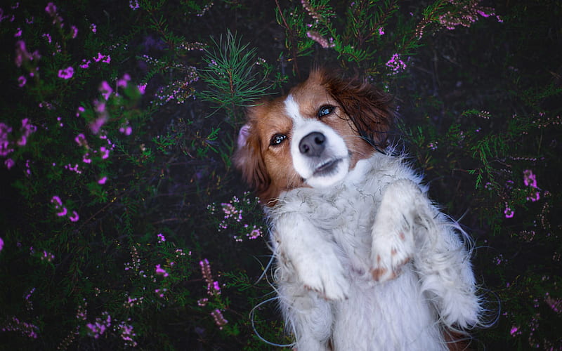 Kooikerhondje, little cager dog, white brown dog, pets, dogs, spaniel, green grass, HD wallpaper