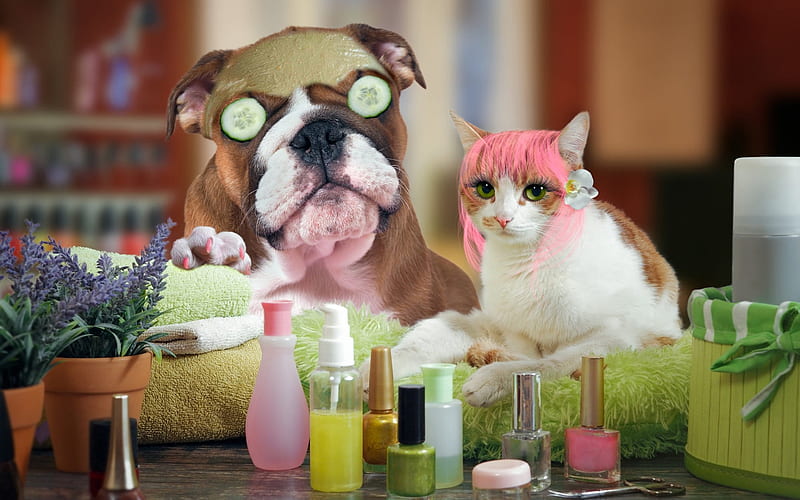 German boxer dog, white cat, funny animals, pets, spa procedures, wellness, face mask, cosmetics, cat and dog, cute animals, cats, dogs, HD wallpaper