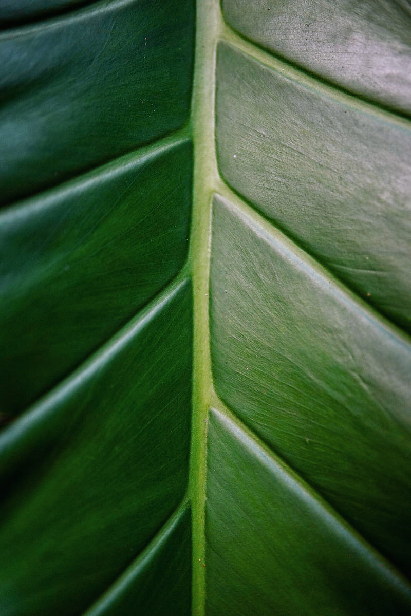 green taro leaf, HD phone wallpaper