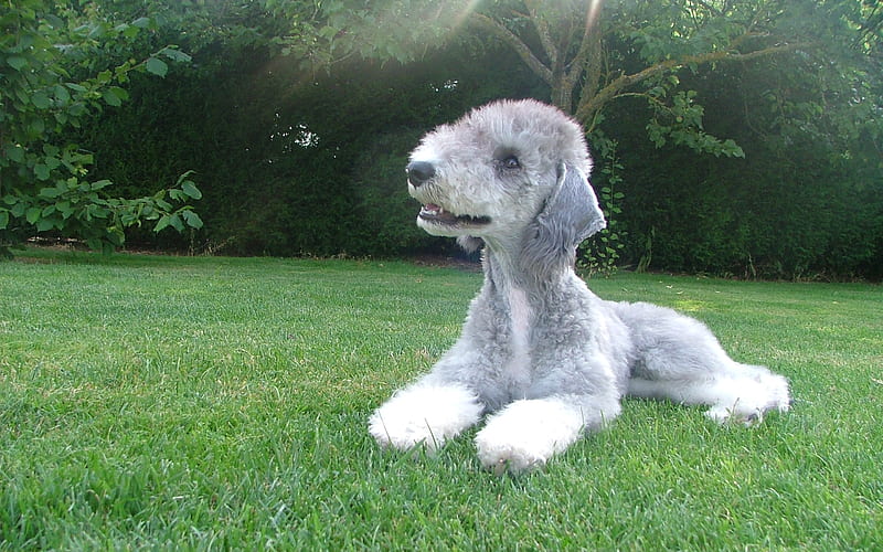 Bedlington Terrier, funny dog, furry dog, pets, dogs, cute animals, lawn, Bedlington Terrier Dog, HD wallpaper