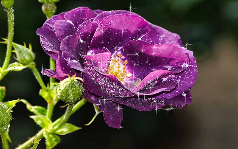 Purple Rose, sparkling, fractalius, romantic, roses, abstract, loving, purple, flowers, beauty, nature, HD wallpaper