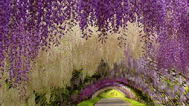 Flower, , Tunnel, Wisteria, White Flower, Purple Flower, HD wallpaper