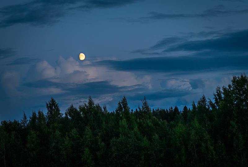 Moon Above Forest during Night Time, HD wallpaper