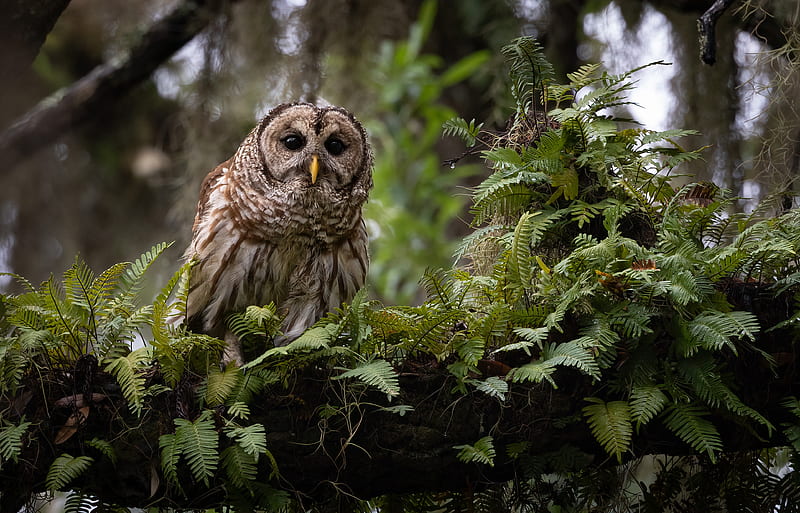 Birds, Owl, HD wallpaper | Peakpx