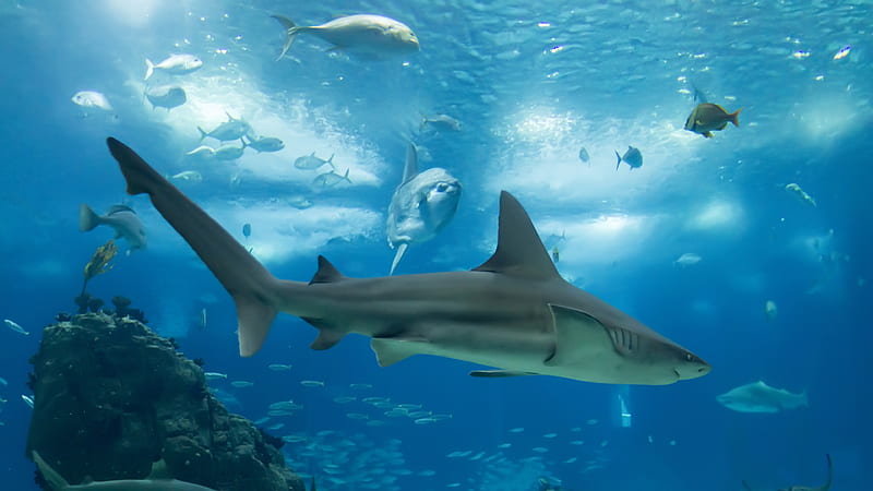 Schooling Of Fishes Sharks Coral Reef Ocean Underwater Shark, HD wallpaper