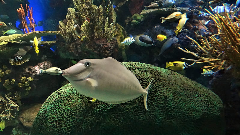 Ripley's Aquarium,Toronto, Large, fish, aquarium, friends, HD wallpaper