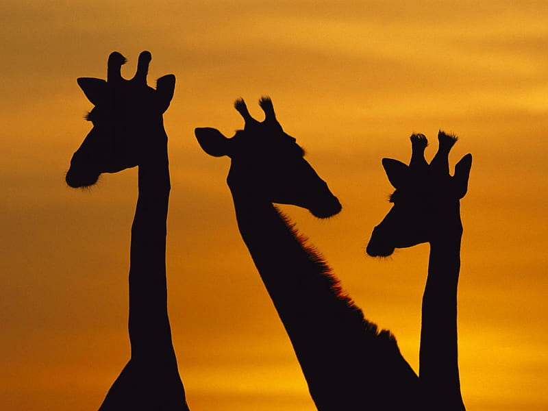 Giraffe silhouettes, black, sunset, giraffe, orange, HD wallpaper