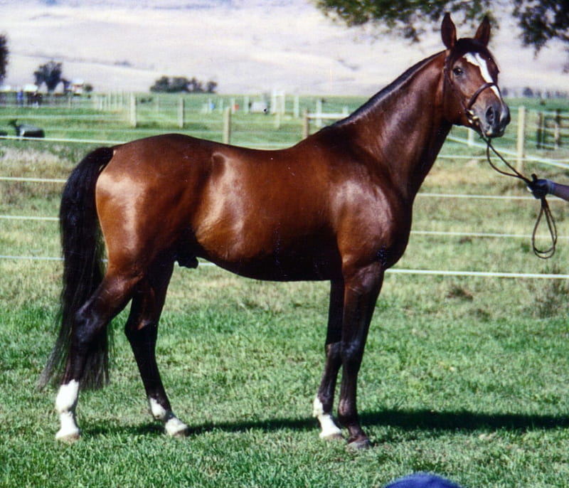 Purebred Shagya Arabian Stallion, arabian stallion, arab horse, animals, horses, arabian horse, HD wallpaper